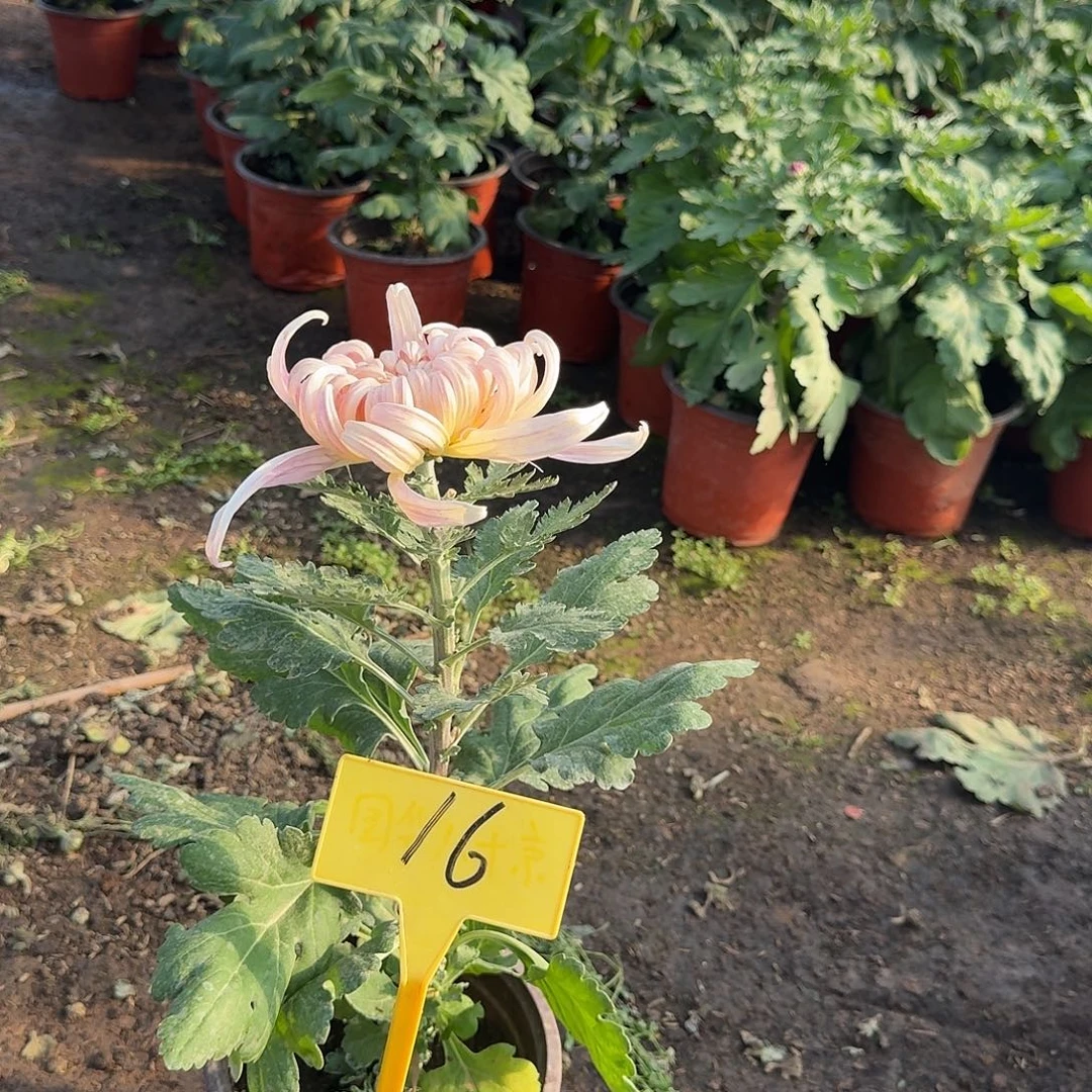 白***花大部分花苞少量开放16吉野