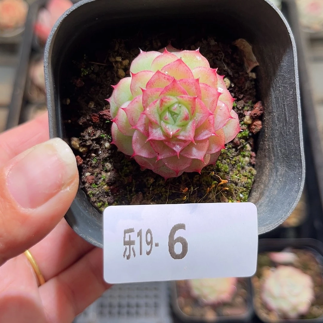 木乐19-6山茶花女王