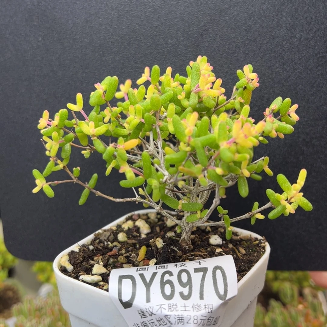 dy6970糖球黄化锦冠幅9cm