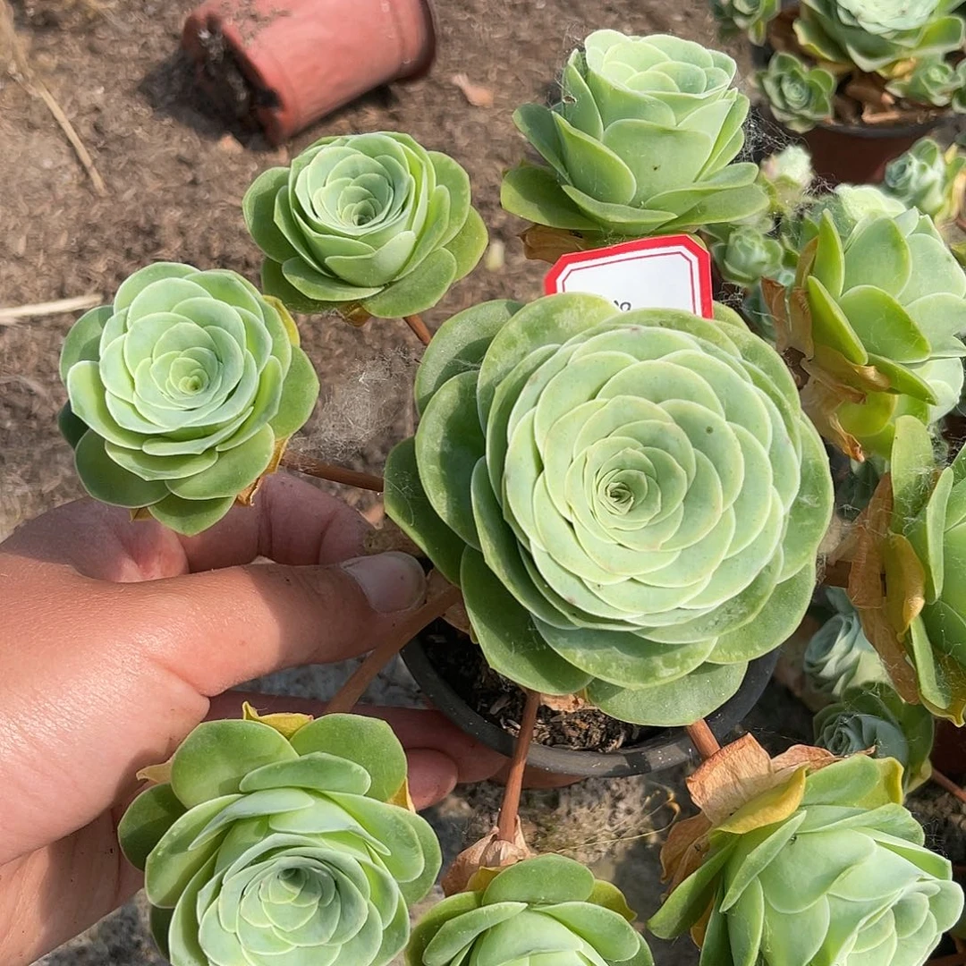 山地玫瑰不售后 538