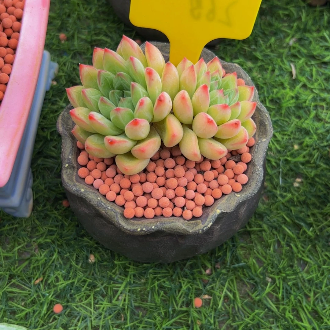 暖***双头星际迷航多肉