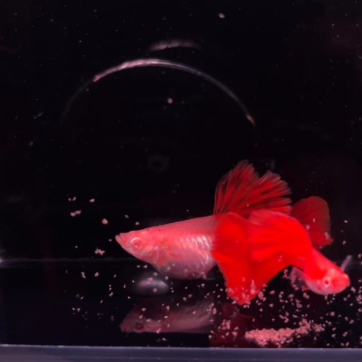 孔雀鱼血红红玫瑰1对