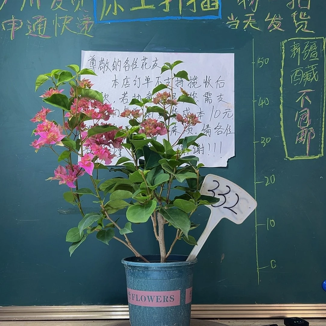 当前无花栽培后可以开花重瓣粉332