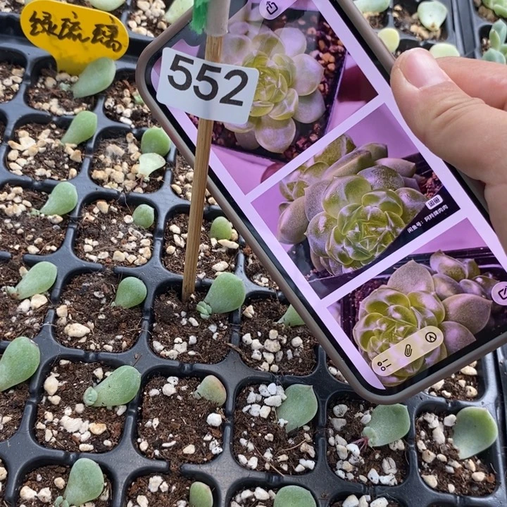标552绿琉璃芽2颗