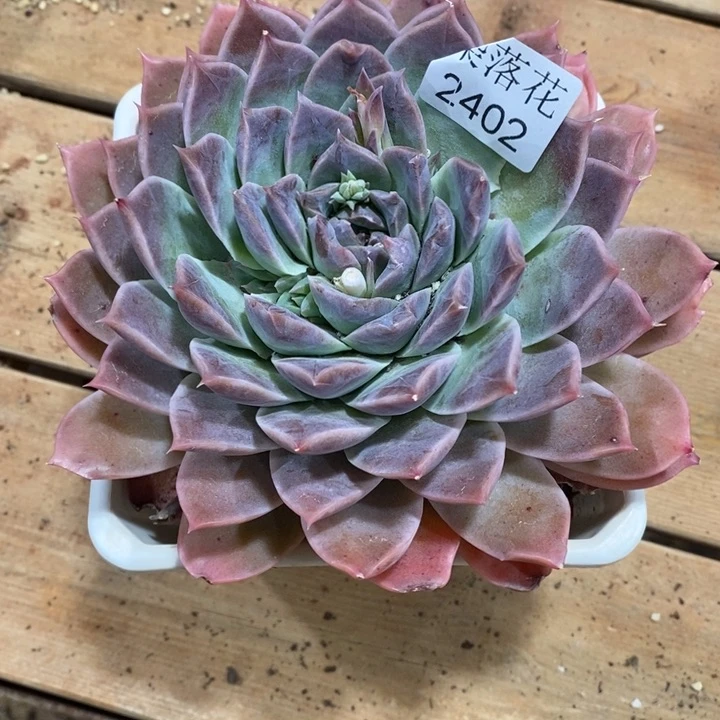 冉**精品多肉植物2402