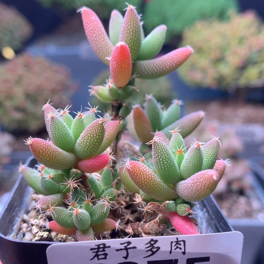 c275玉米枝干番杏