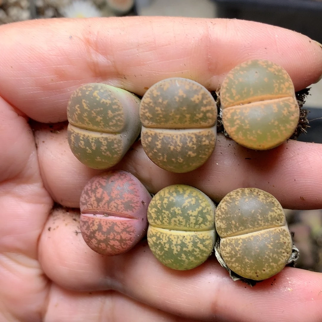 W422多肉植物保护