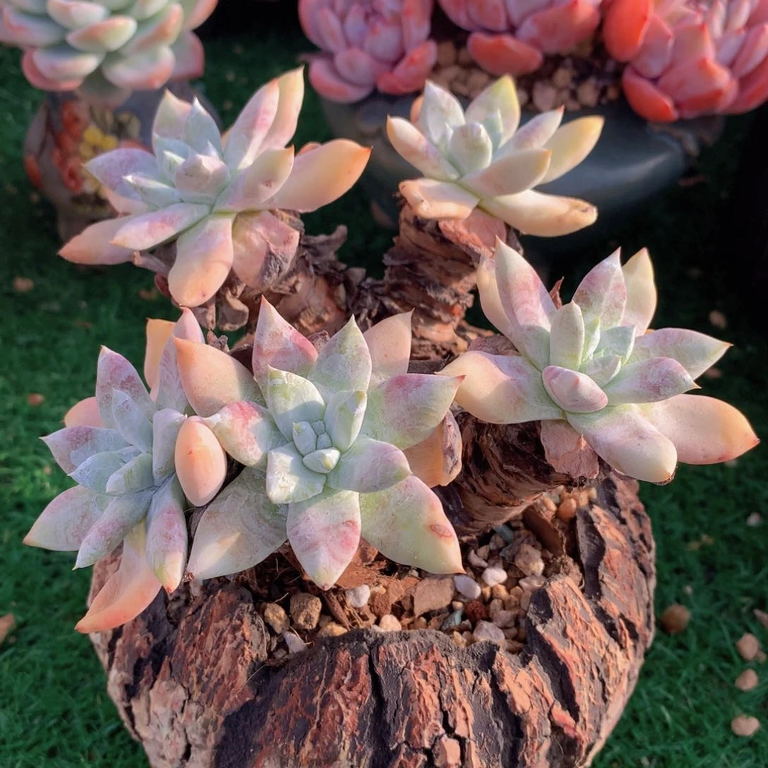 雪山杂拇指14 公分一物一拍