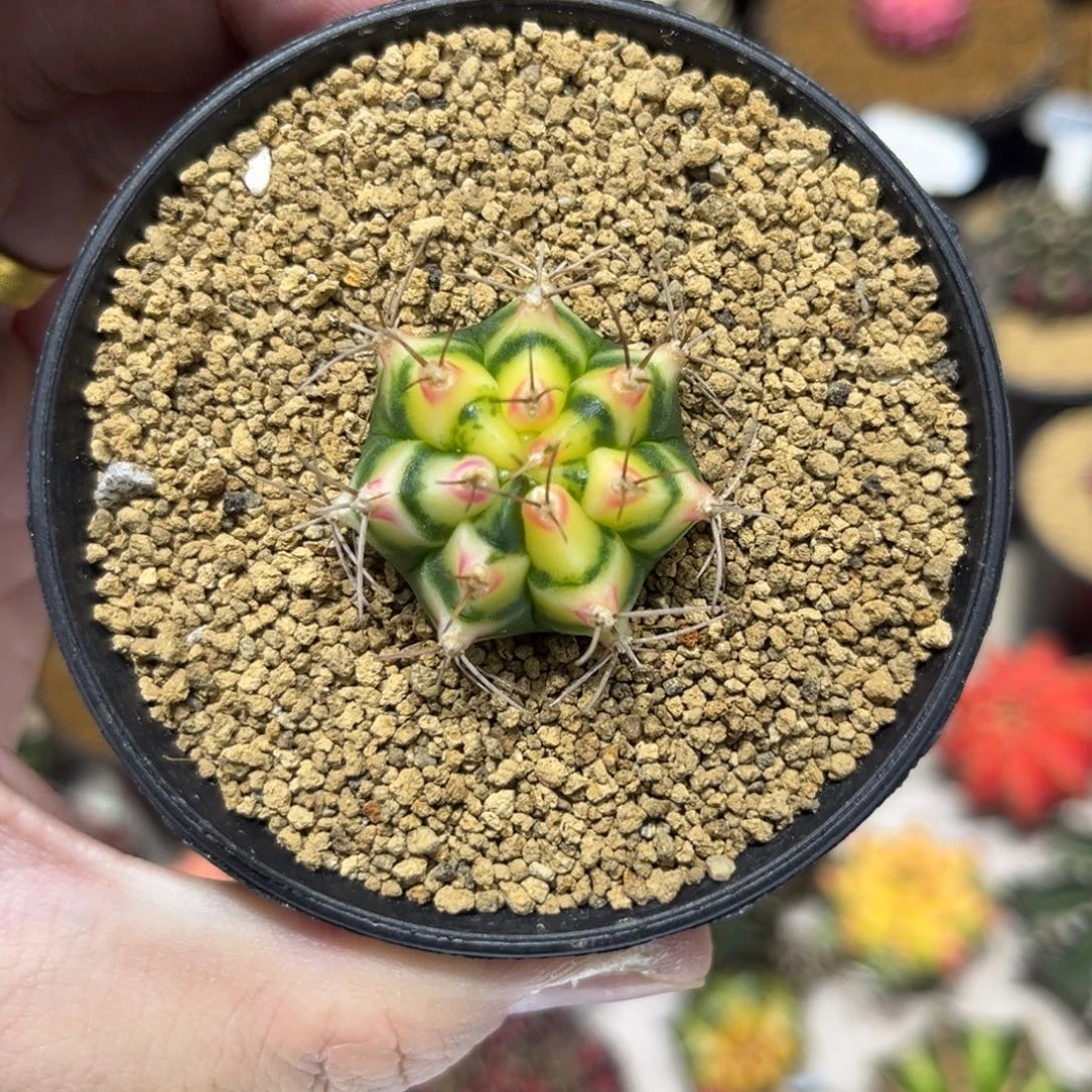黄花田—————————-