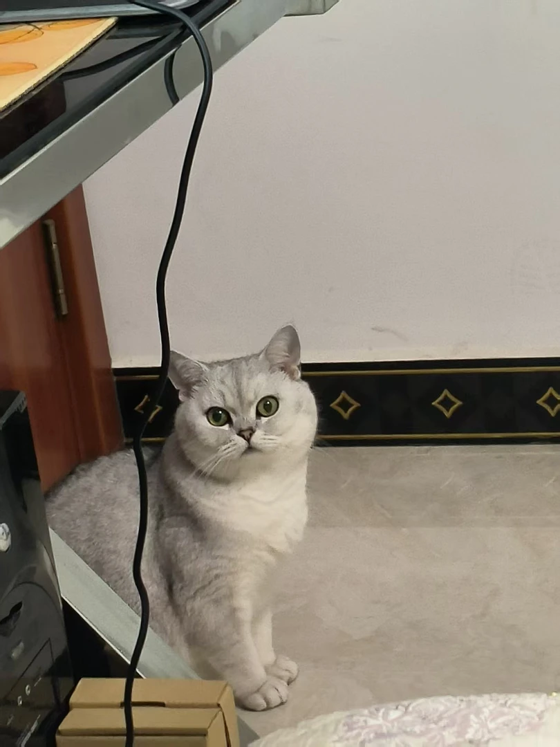 可爱活泼小茂咪毛绒公仔