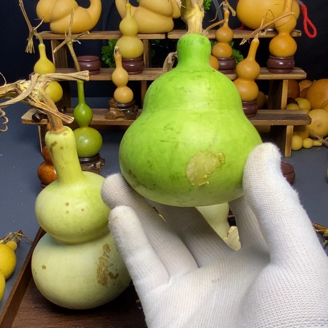 青皮葫芦墩子葫芦