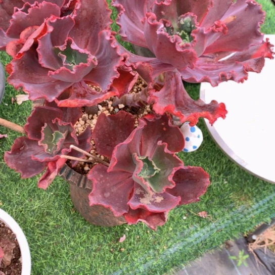 旋**马婚纱多肉2545666514