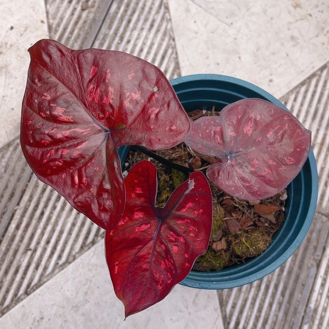 完全开放泰彩一物一拍8617