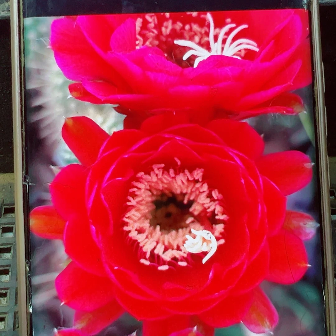 毛花柱樱桃红侧芽 20 包邮