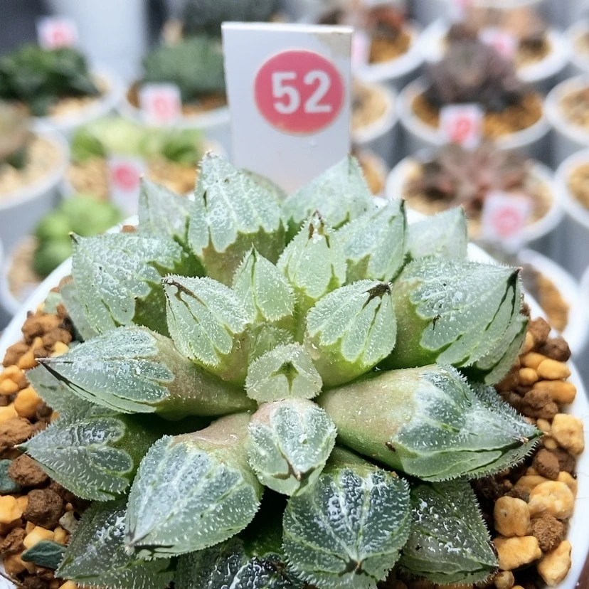 【闪购商品】麽**咕52冰葵