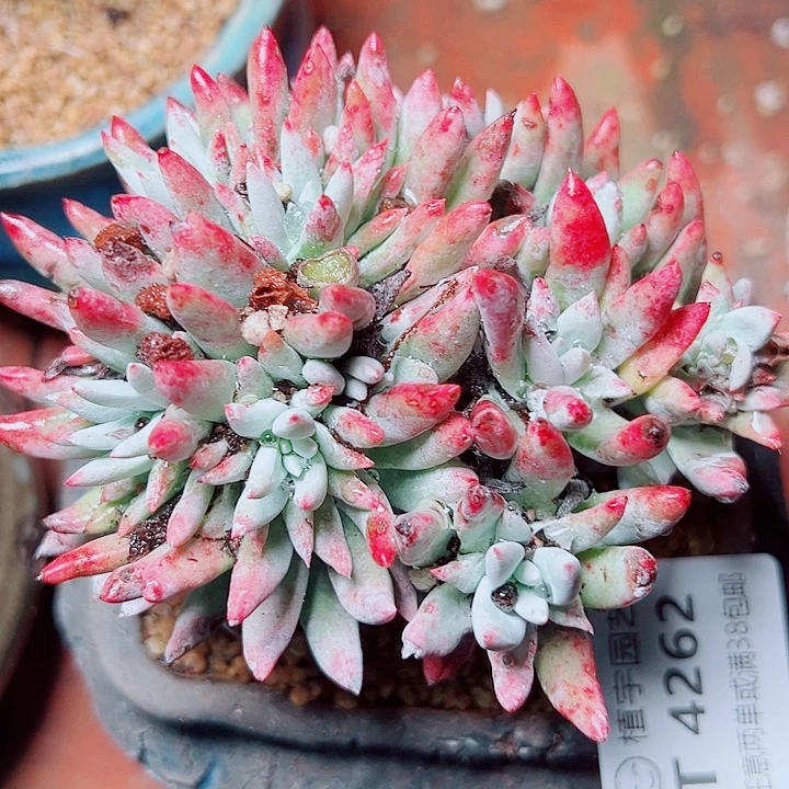 4262海瑟拇指仙女杯多肉