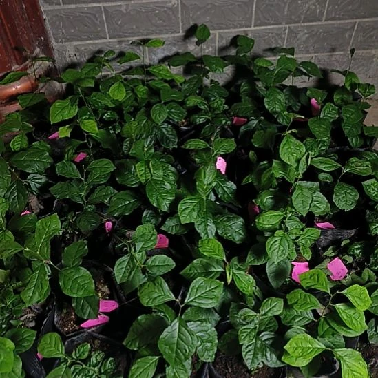 无花朵金陵紫金弹子嫁接苗