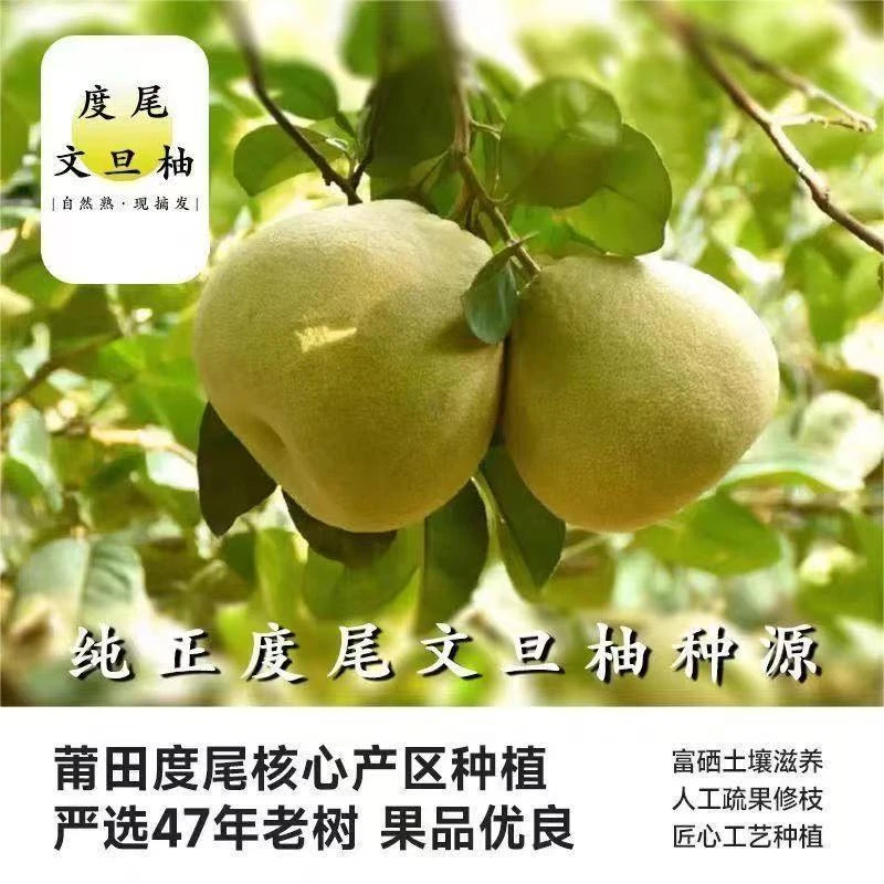 福建仙游度尾红心文旦柚老树蜜柚新鲜果园现摘酸甜好吃
