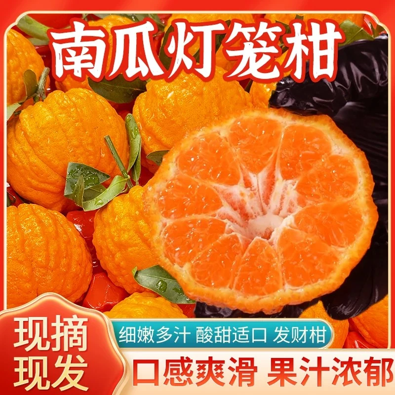 四川眉山正宗南瓜柑橘新鲜水果当季爆甜包邮狮子头发财柑 D