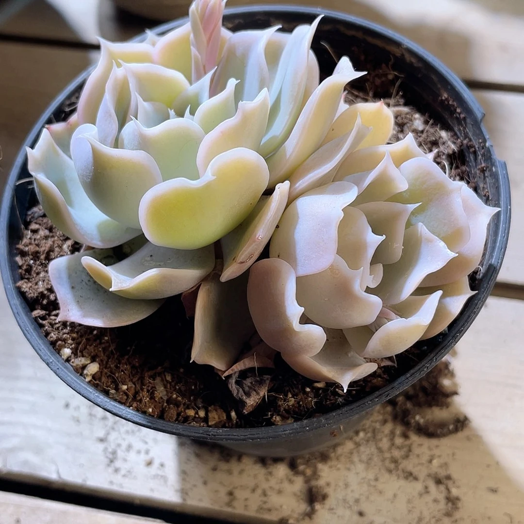 1002  沙漠骆驼 六月六