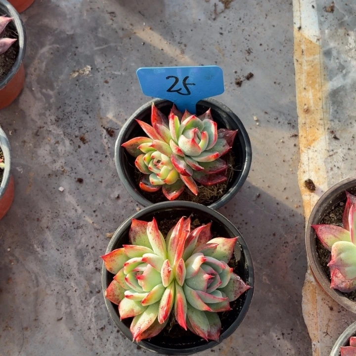 25本赛季宿舍惊鸿