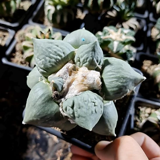 草球苗接青瓷牡丹