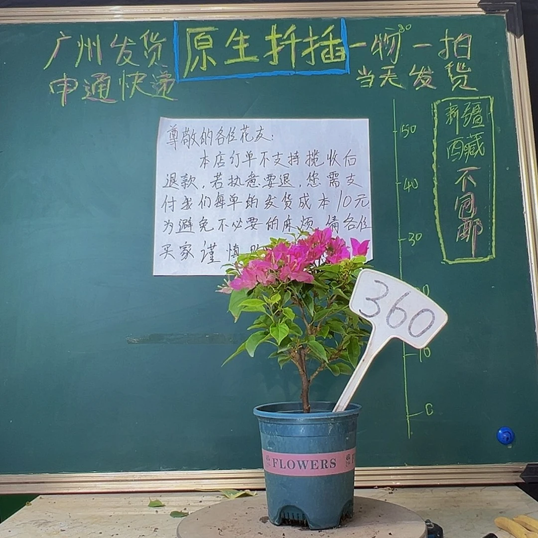当前无花栽培后可以开花粉狐狸360