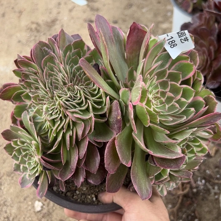 粉海王缀多肉植物188