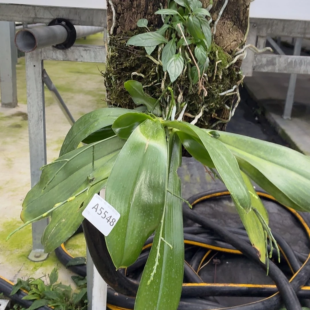 当前无花朵，栽培后可花朵A5548玛丽