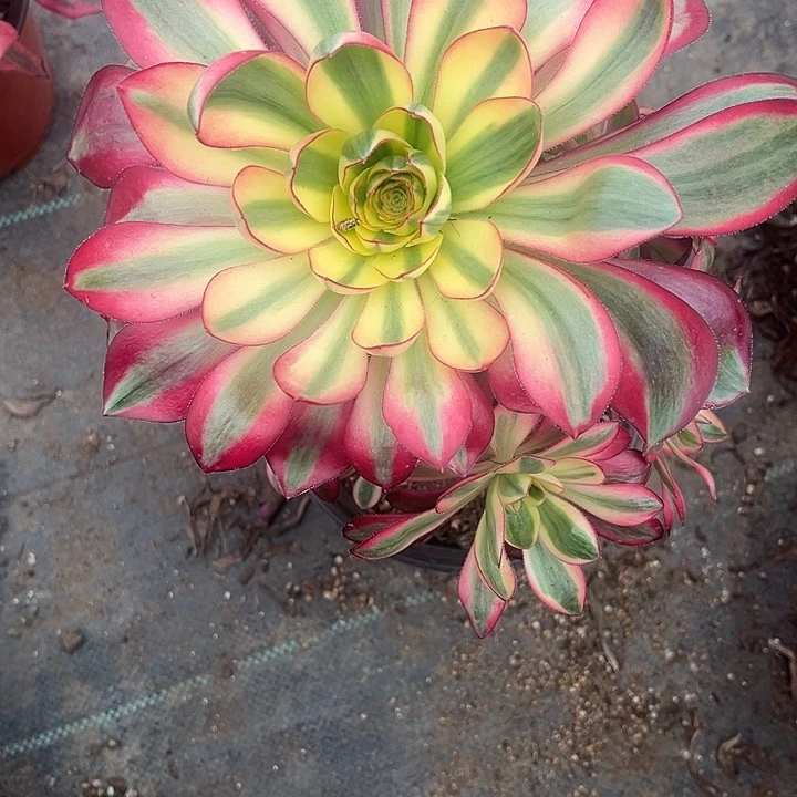 烈焰小手捧法师多肉