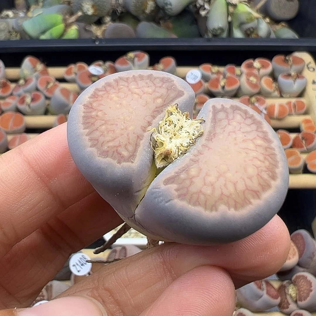 p**y1411福利炸1111111111111111