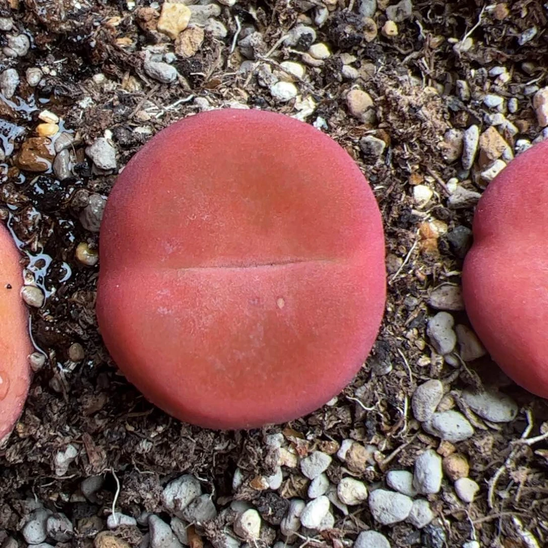 0474号蟠桃 多肉植物