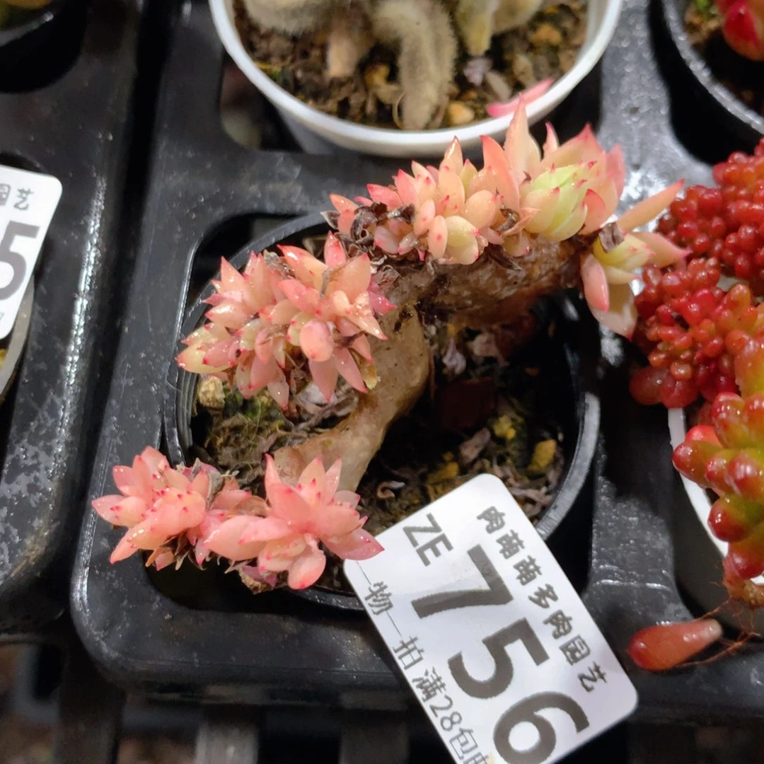 5CM拇指盆精控多肉ZE756