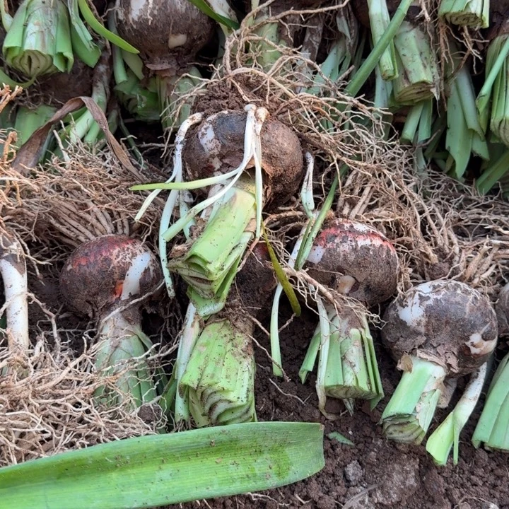 当前无花栽培后可以开花帕露露8+开花球发发