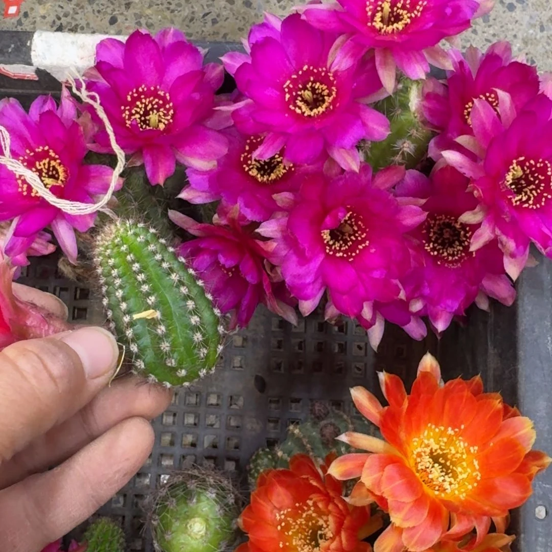 324白檀白2无根侧牙小一个，20包邮