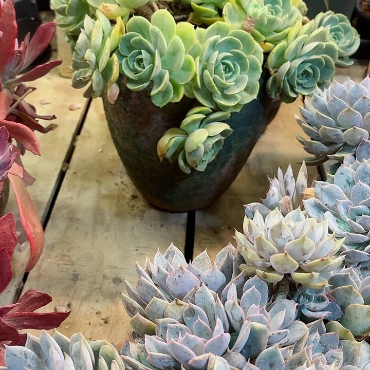 咘***嘻蓝色苍鹭一物一拍汉堡旁边