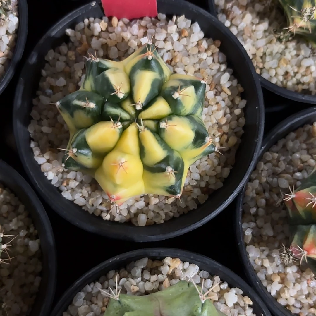 262-1031泰国发货多肉