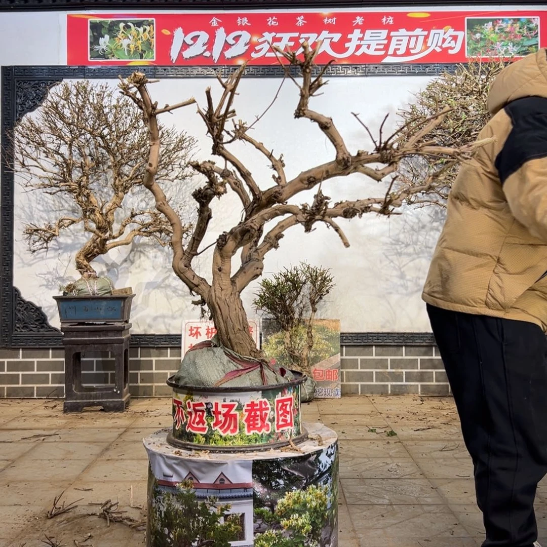 无花朵金银花888888888858585666