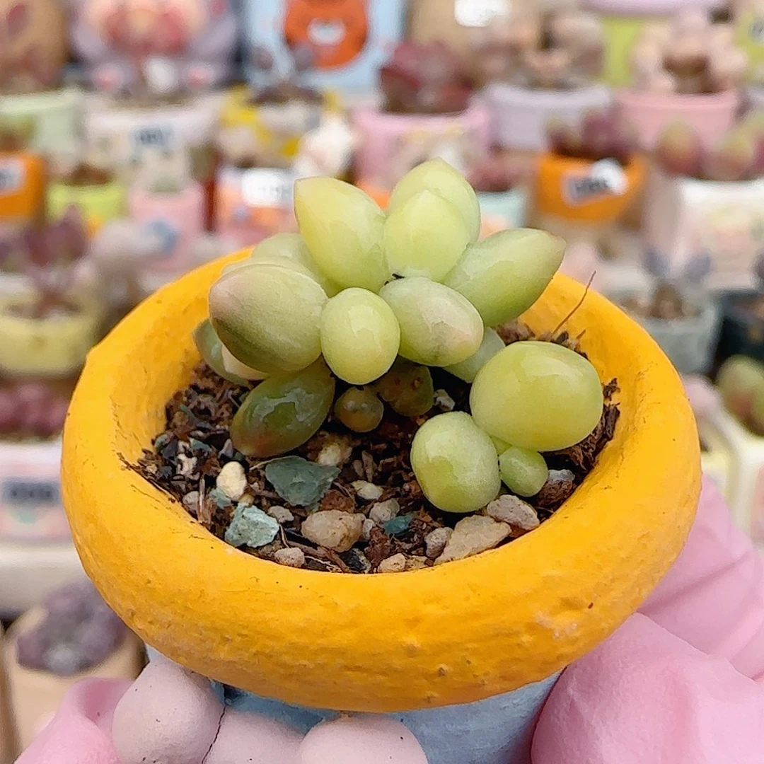 天空美人锦 盆口2cm