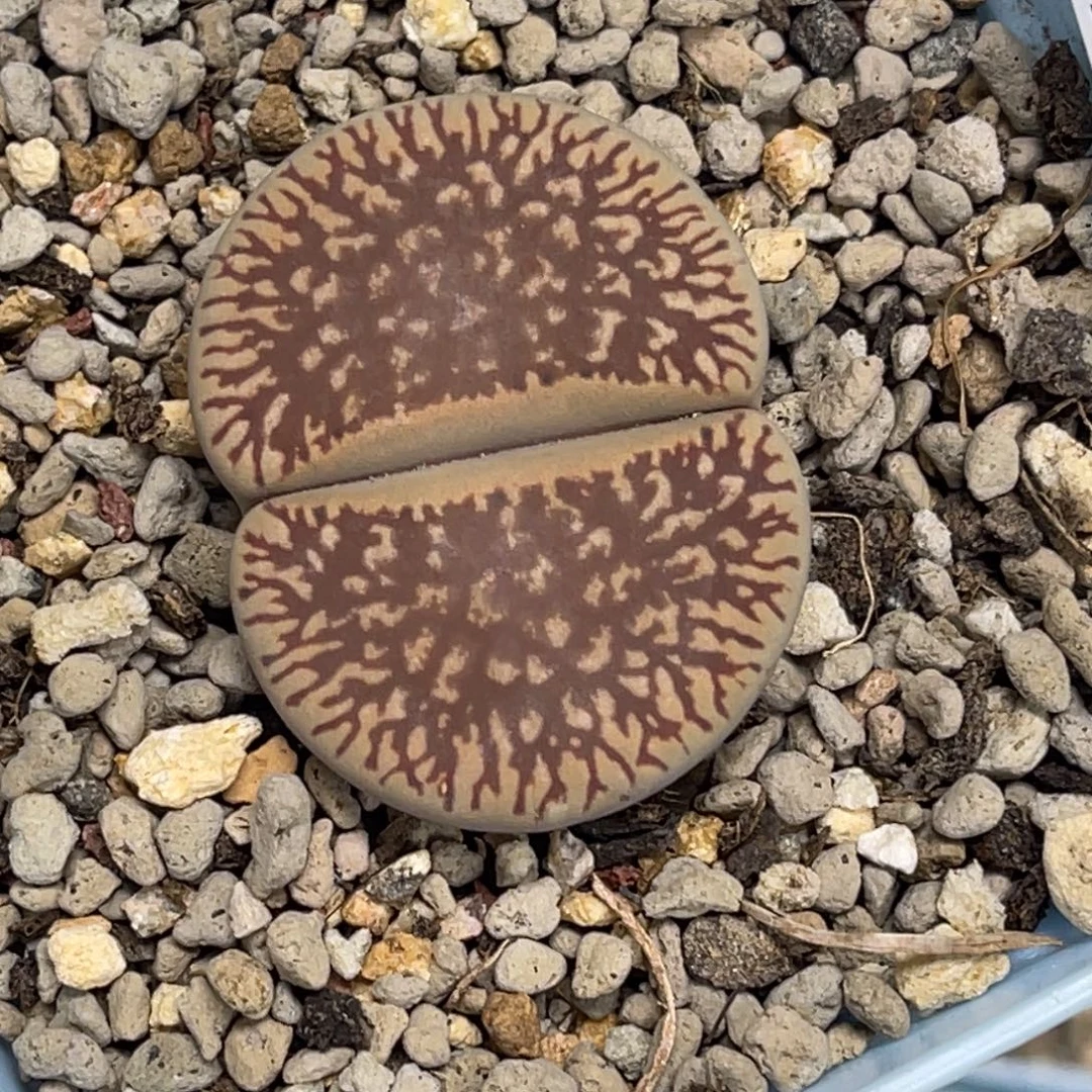 4724红流水1尺寸3.4