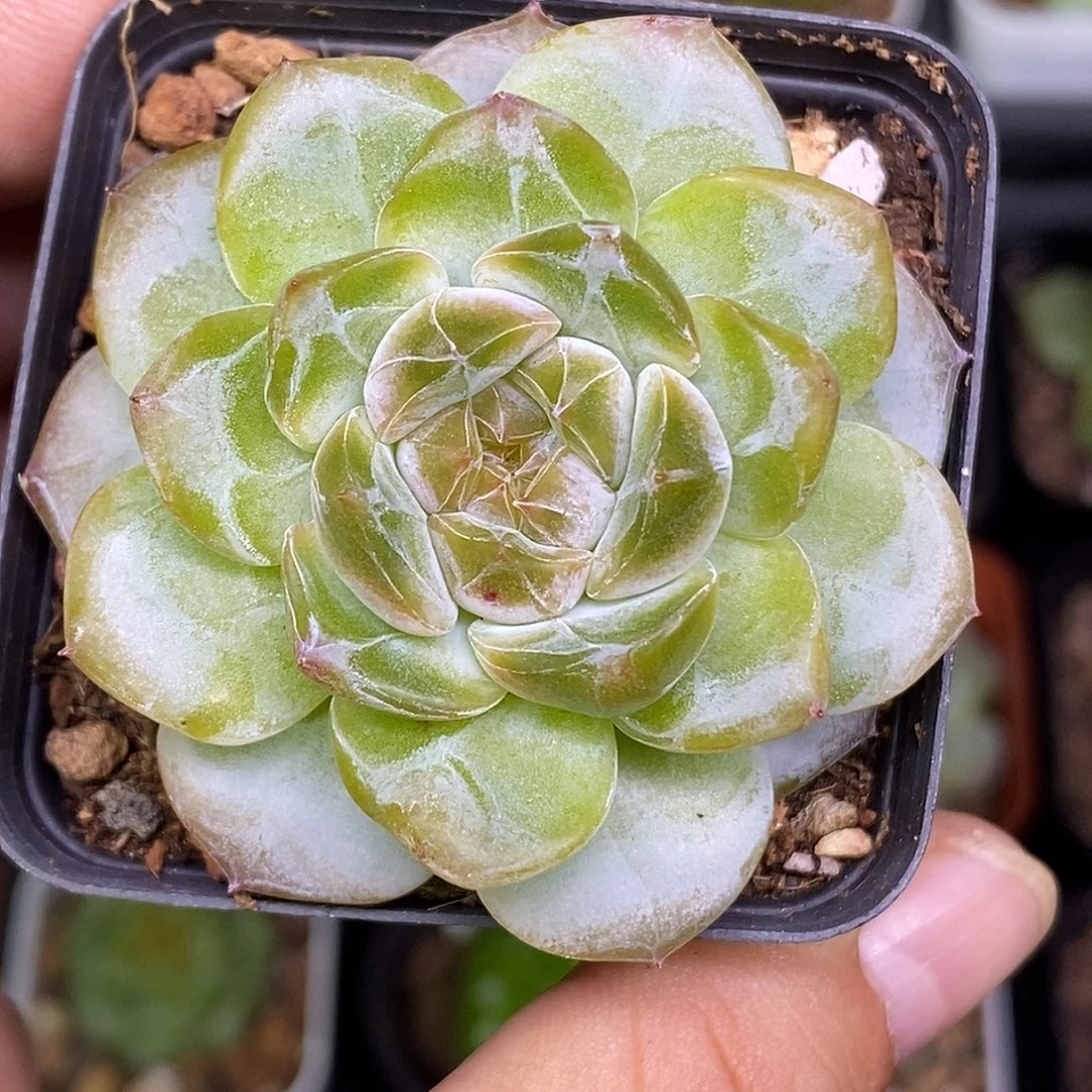 糖心30包邮非偏远