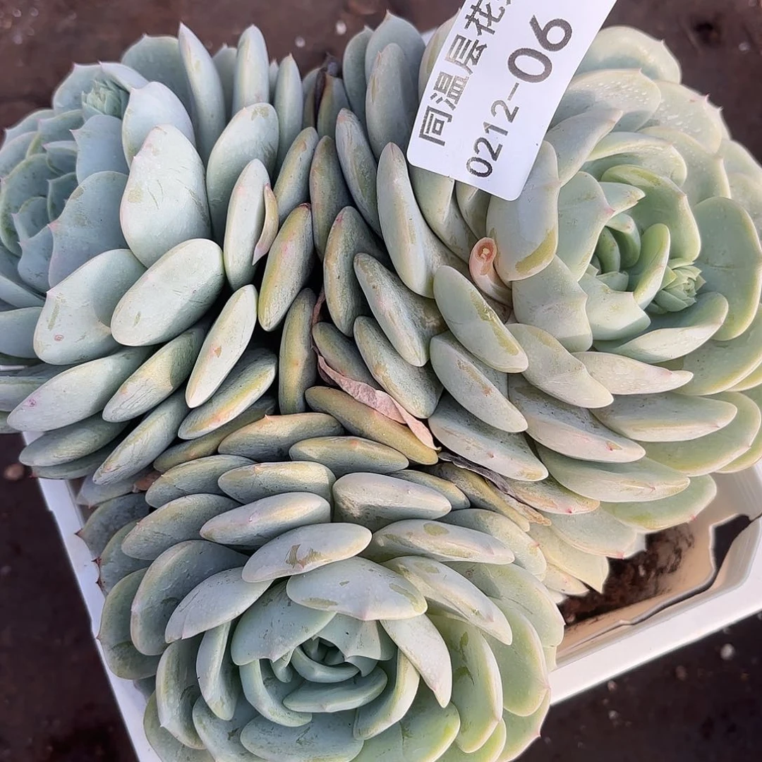 同温层多肉06劳林