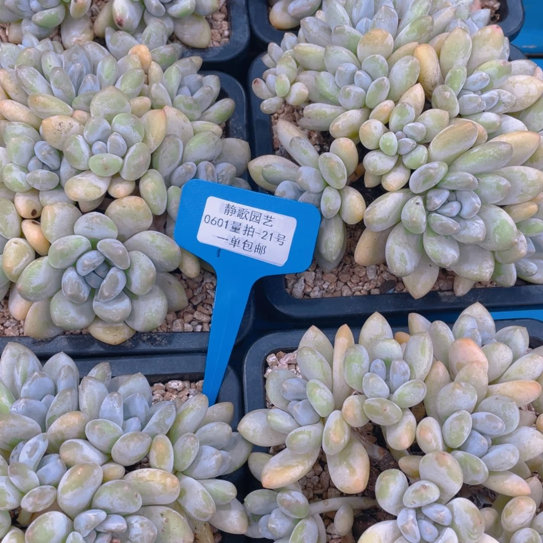 0601-21-韩版香水大群手捧一颗量拍