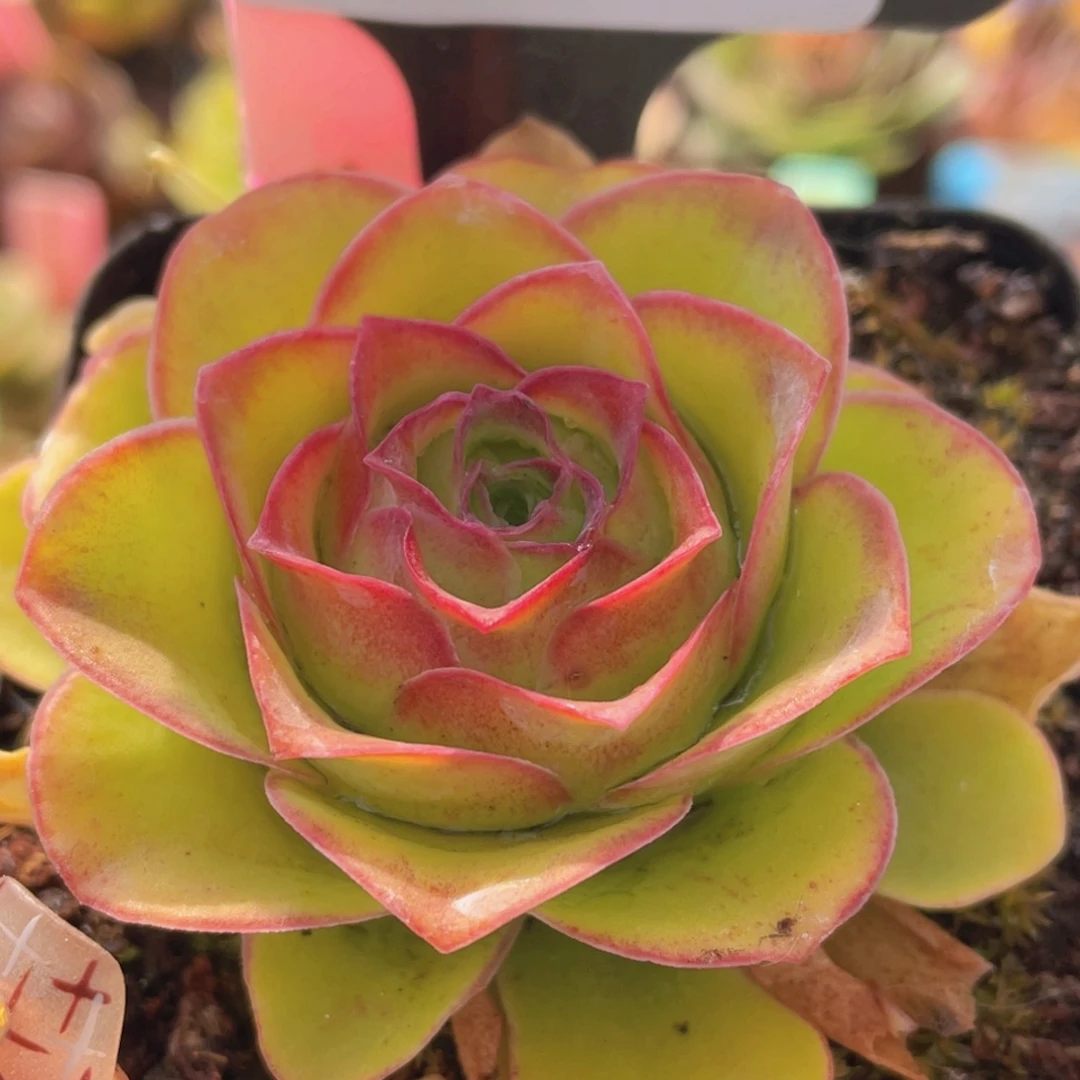 山地玫瑰星洛C655带盆发货外围叶片受损不售后