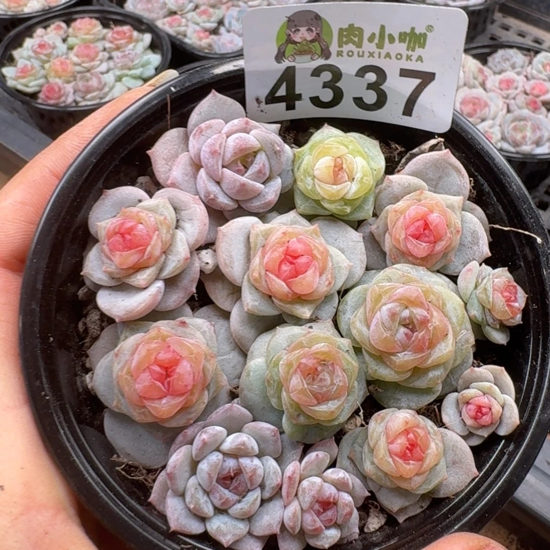 多肉植物多肉植物