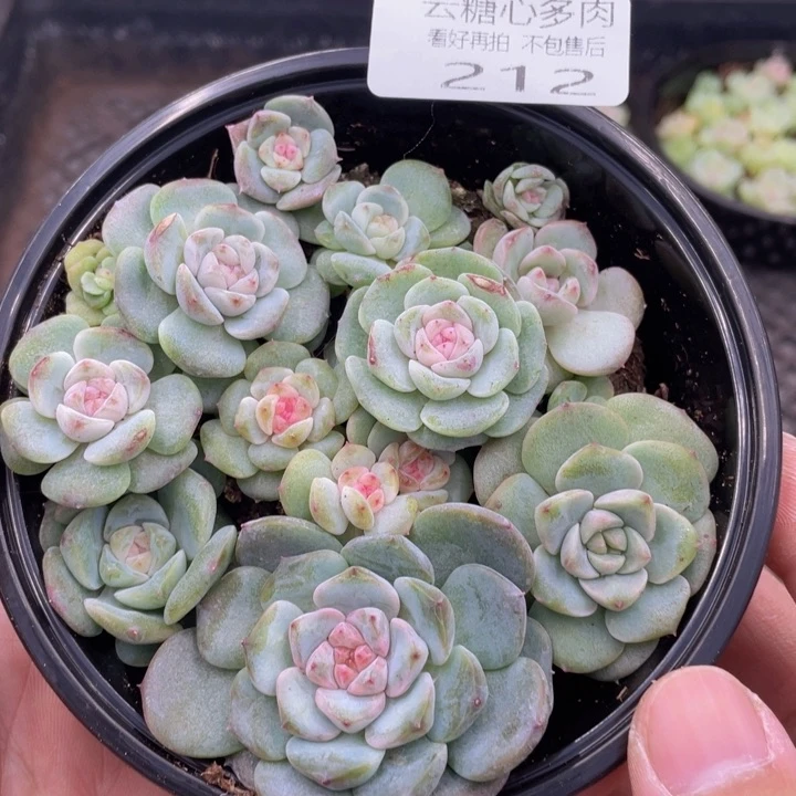 云糖心多肉植物212