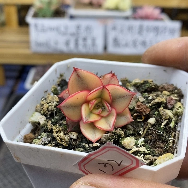 03132 麒麟座覆轮锦