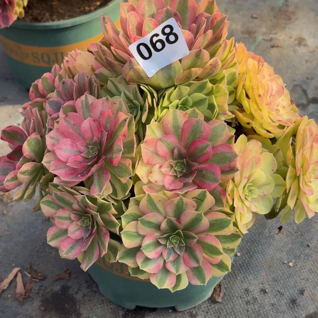 068雨河多肉植物福利