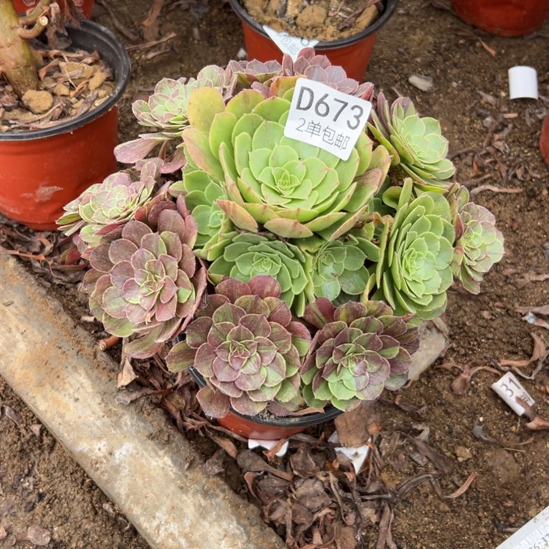 673多肉  花月夜不包断头