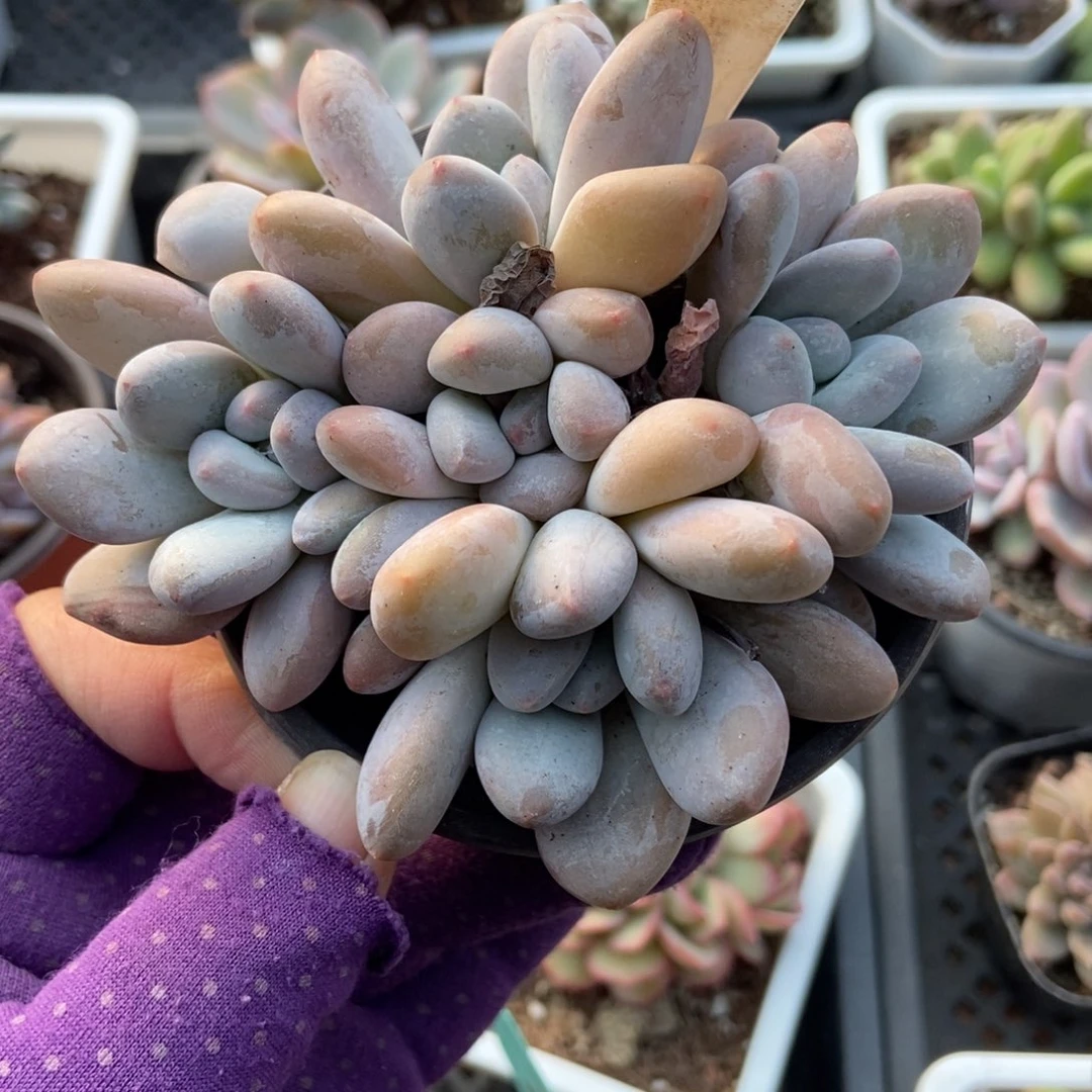 2028香水多肉植物多肉